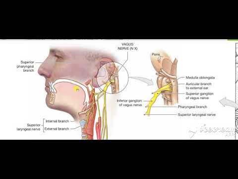 Vagus course 3
