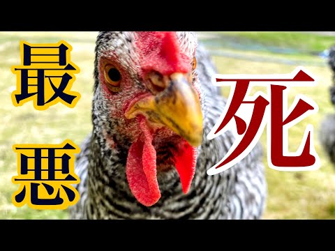 鶏に与えてはいけない果物は何ですか