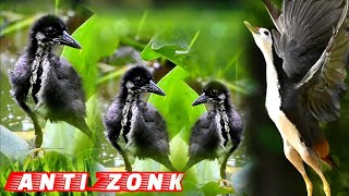Download lagu 🔴Ampuh‼️Suara Pikat Indukan dan Anakan Burung  Ruak Ruak Langsung Banyak Yang Datang‼️ mp3