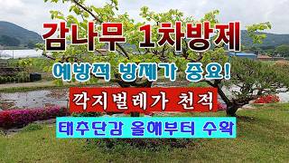 [텃밭농부 2,222]  감나무 1차 예방적 방제. 천연농약으로 방제 가능 할까? #단감재배