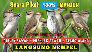 Download lagu Suara Pancingan Burung Prenjak Sawah Ribut 100% Sangat Ampuh!!! mp3