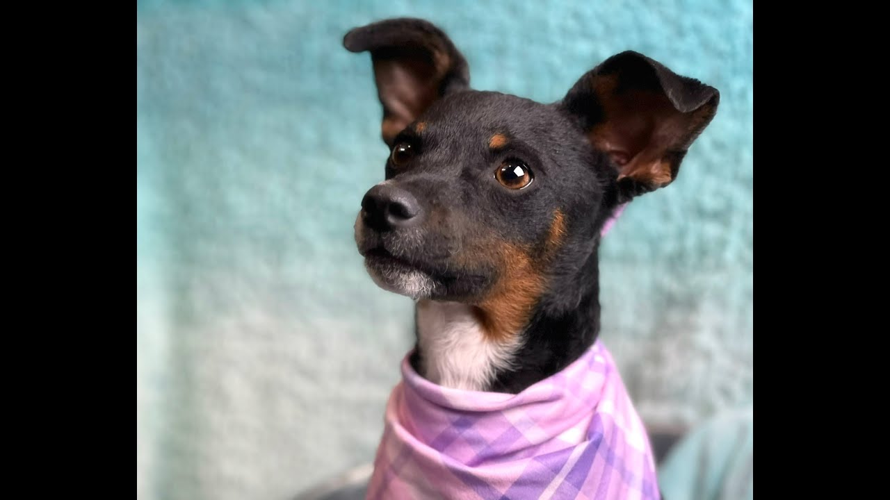 Enlarge Baisley, a Adoptable mixed breed in Dublin, OH video 6/6