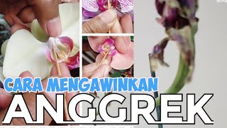Download lagu HOW TO MARRY ORCHIDS #orchids #marryingorchids #flowers #orchids #orchid #fyp #reels mp3