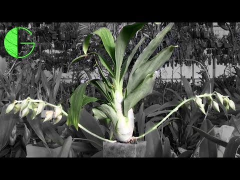 Catasetum buds still growing • 16 Nov 2019 Orchid collection update