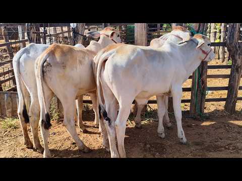 Feira de animais da Itã, Carnaíba-PE (25/10/26)
