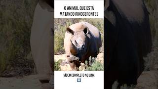 🚨 AGORA: Quem está DOBRANDO RINOCERONTES ao meio na África? #animals #mundoanimal #animais #wildlife