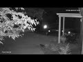 Bat Crashes And Cat Eats It