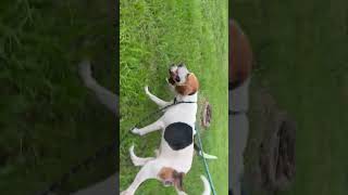 Video preview image #1 Beagle Puppy For Sale in Sanford, FL, USA