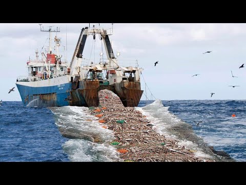 Big Nets fishing, Big Fishing Catching Hundreds Tons Fish on the Boat - Big Fishing Net Video