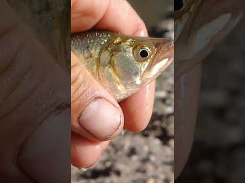 entrada al pueblo soca por ruta 8 los dos puentes canelones...enseguida del peaje.