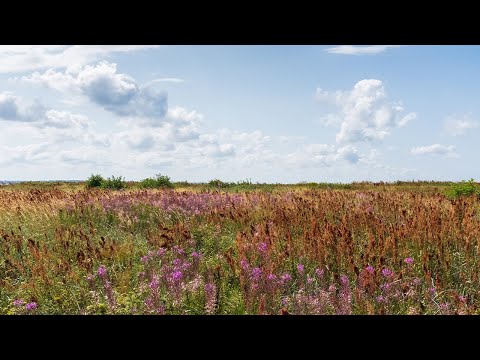 REV Talk: The Urgent Need for Progress Not Perfection With Carbon Calories and Detox Life