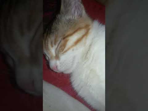 Cat sleeping ( No need of sleeping pills when I have her❤❤) please use headphone.