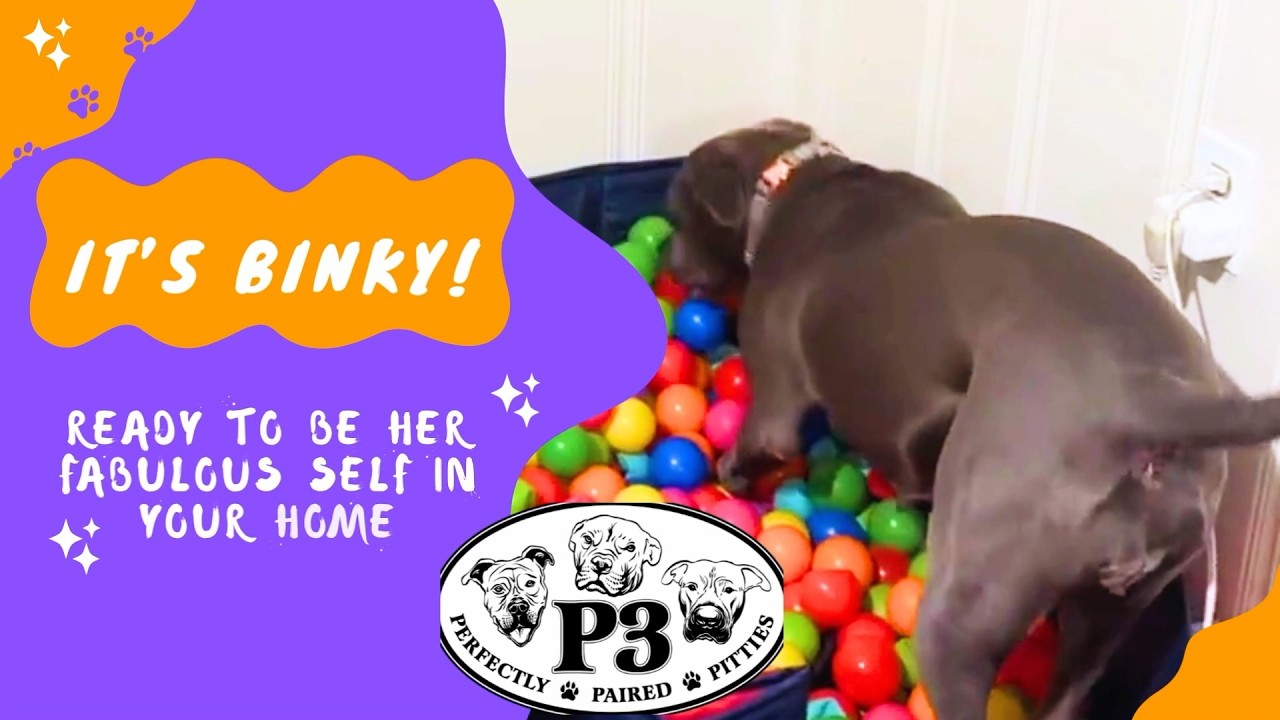 Enlarge Binky, a Adoptable mixed breed in York, PA video 6/6