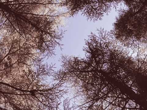 Расти, расти мој зелени боре