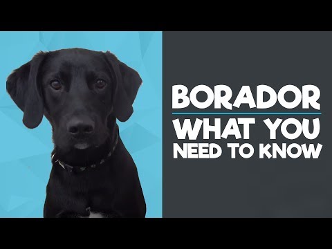 image-What's the life expectancy of a Borador dog? 
