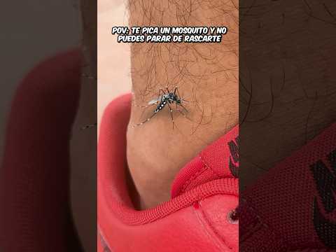 POV: Cuando te PICA un MOSQUITO...🦟😡 #humor #comedia #shorts