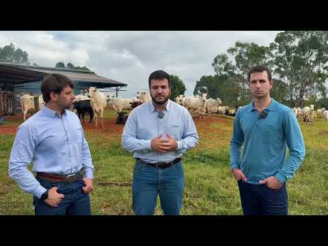 Resultados do FerAppease na IATF - Fazenda Santo Antônio