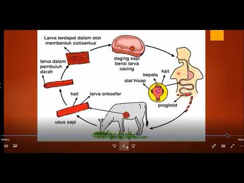 Hpv behandlung mann