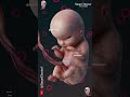 Fetal Development | The Creator's Miracle 🤰🏻💞👶🏻