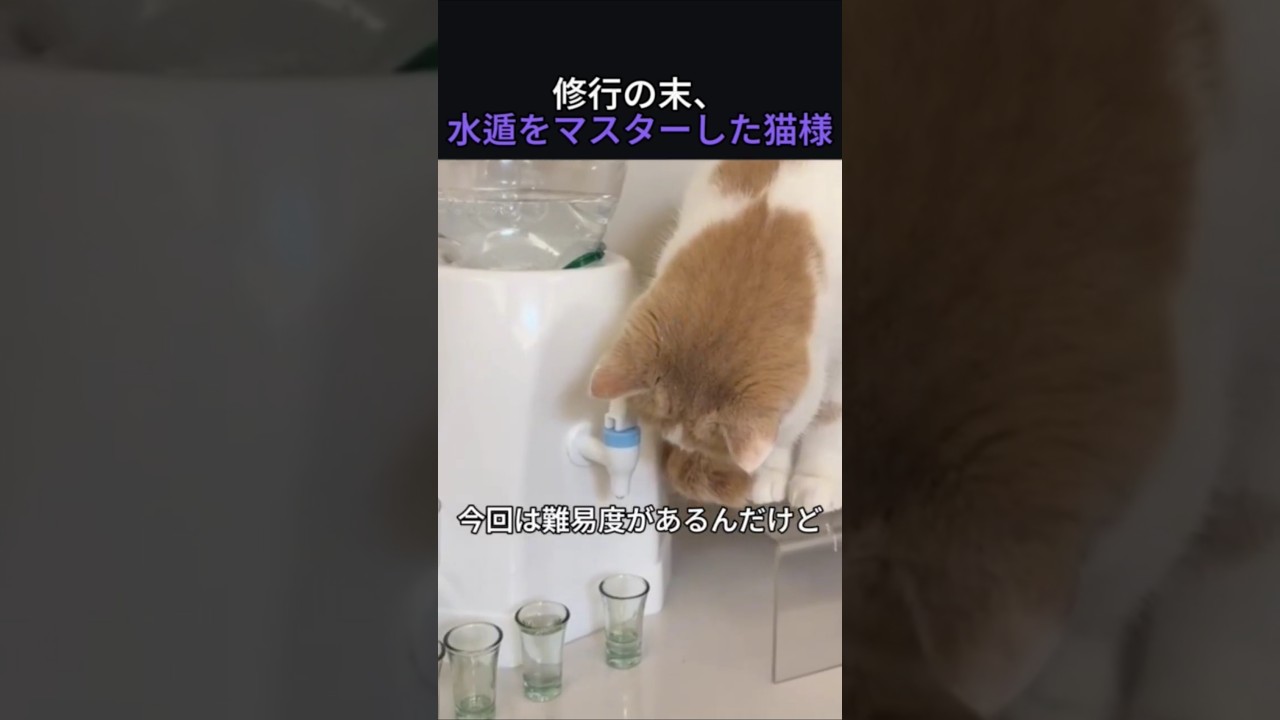 修行の末、水遁をマスターした猫様