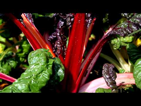 download lagu mp3 mp4 Finger Lakes Restaurants, download lagu Finger Lakes Restaurants gratis, unduh video klip Finger Lakes Restaurants