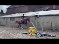 Hongre 7 ans, +-1m65, bwp par Nixon vh Meulenhof