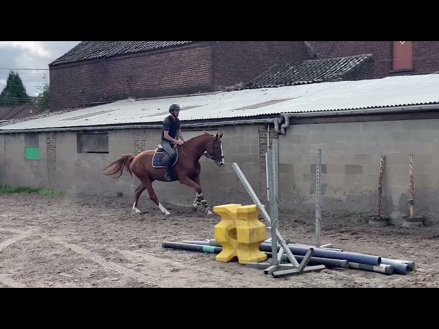 Hongre 7 ans, +-1m65, bwp par Nixon vh Meulenhof