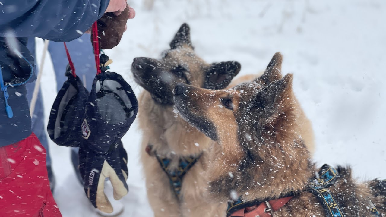 Schlittenfahrt mit Hunden