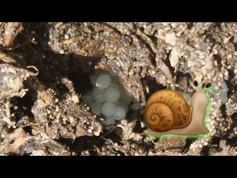 Skąd się biorą ślimaki. 🤔