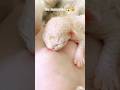 IBU MENYUSUI Anak Kucing Menyusui Shorts Cat Kucingmenyusui Kucingviral
