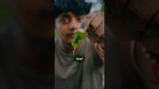 The hidden problem with algae fuel #algae