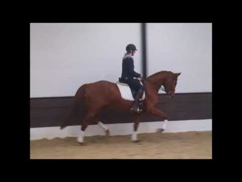 VIAMALA 4j. Hann. v . Viscount - Matcho AA -  VB 7.500,- Euro