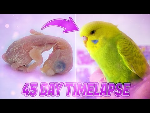 BUDGIE GROWTH STAGES | First 44 Days of Babies Timelapse