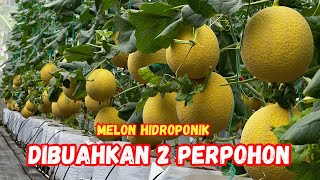Download lagu Melon hidroponik dibuahkan 2 perpohon mp3 Download lagu Melon hidroponik dibuahkan 2 perpohon mp3