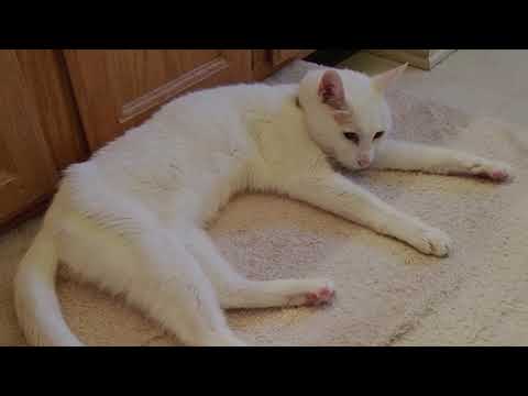 20  year old Deaf Cat Dumped At Shelter For Being “too Old”  .