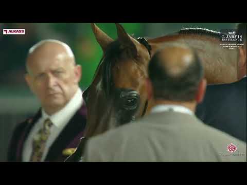 N 41 DEMASHEQ ALSAYED   World Arabian Horse Championship 2023   Doha   Junior Fillies   Section B