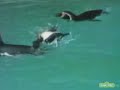Classic Sesame Street Penguins Film