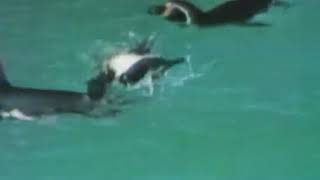 Classic Sesame Street   Penguins Film