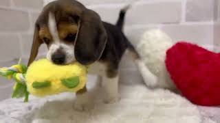 ビーグルの動画02