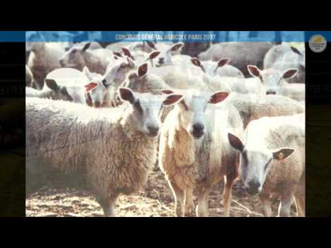 Voir la vidéo : Ring Ovins et Caprins du 01 mars 2017, partie 3