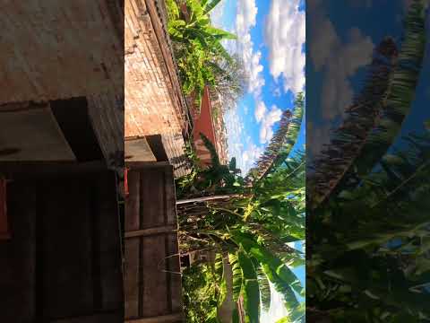 Treem  de ferro Pires Do Rio Goiás