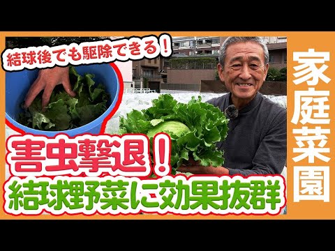 キャベツガと自然に戦う方法は？簡単な手段で感染を防ぐことはできるのでしょうか？  庭園