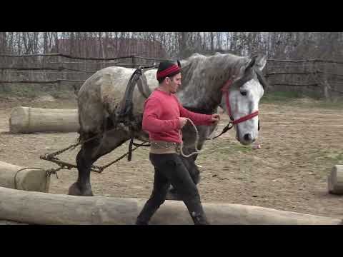 Calul lui Ghiula de la Cluj - 2023 Nou!!!