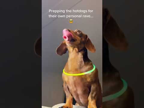 Taking 8 Weenies to the car wash… AT NIGHT!! #dog #dachshund #shorts #viral #tiktok #party