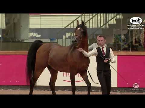 N 97 BY STIVAL KOSSACK   Sentower Diamond Trophy 2021   International Show   Stallions 7 9 Years Old