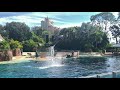 Dolphin Adventures Show Seaworld Nov 2021