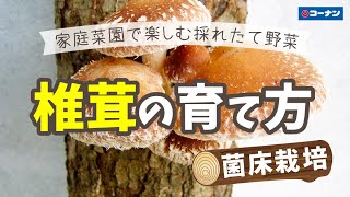 しいたけを栽培しよう！【キノコ】