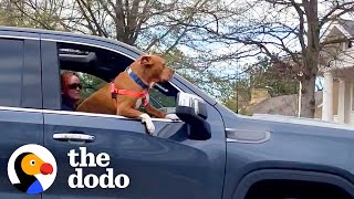 Woman Drives Across Country With Her 3 Dogs And An Airstream | The Dodo