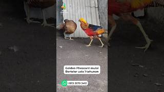 Download lagu Ayam Hias Golden Pheasant Bertelur hingga 30 butir 😍 #goldenpheasant #pheasant #ayamhias mp3