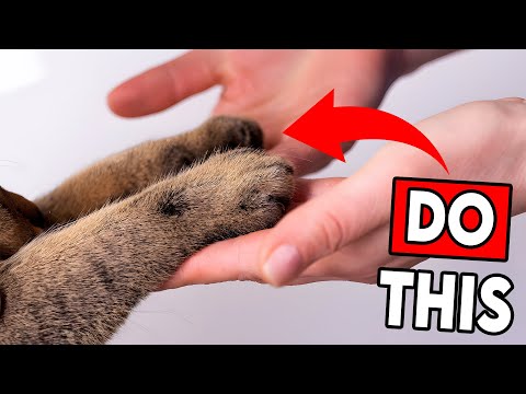 10 Ways to Tell Your Cat YOU LOVE THEM (They’ll Actually Understand!)